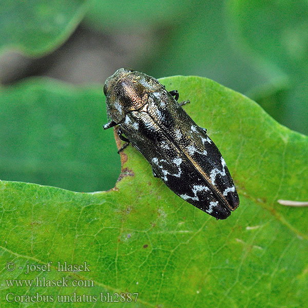 Coraebus undatus