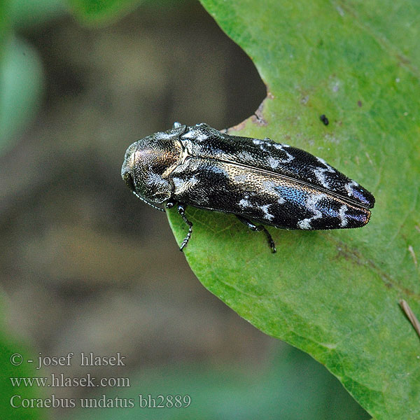 Coraebus undatus