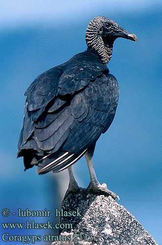 Coragyps atratus Black Vulture Carrion Crow Roofvogel Catharte Urubu noir Vautour Kondor havranovitý Zwarte Gier Grotere weergave Urubú jote negro Urubu-Comum Urubu-de-cabeça-preta Blaka-ede tingifowroe Kroemoe Anowane Катарта чёрная Sepnik Urubu czarny Hollókeselyű Ravnegrib Cuervo Cabeza Negra Jote Zamuro Zopilote Carroñero Común Ronkkondor Munkkikorppikotka Mustakondori אורובו שחור Avvoltoio nero クロコンドル Svartkondor Korpgam Kondor krkavcovitý Korpgam Kara Akbaba