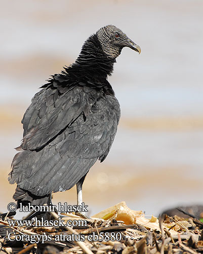 Catharte Urubu noir Vautour Kondor havranovitý Zwarte Gier Grotere weergave Urubú jote negro Urubu-Comum Urubu-de-cabeça-preta Blaka-ede tingifowroe Kroemoe Anowane Катарта чёрная Sepnik Urubu czarny Hollókeselyű Ravnegrib Cuervo Cabeza Negra Jote Zamuro Zopilote Carroñero Común Ronkkondor Munkkikorppikotka Mustakondori אורובו שחור Avvoltoio nero クロコンドル Svartkondor Korpgam Kondor krkavcovitý Korpgam Kara Akbaba Coragyps atratus Black Vulture Carrion Crow Roofvogel