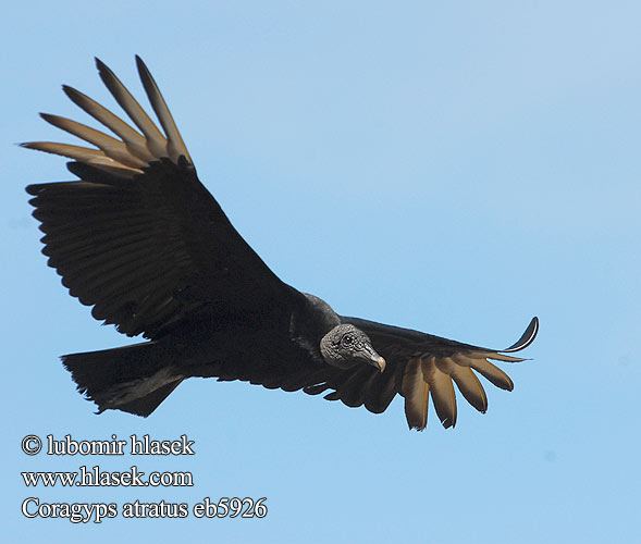 Zwarte Gier Grotere weergave Urubú jote negro Urubu-Comum Urubu-de-cabeça-preta Blaka-ede tingifowroe Kroemoe Anowane Катарта чёрная Sepnik Urubu czarny Hollókeselyű Ravnegrib Cuervo Cabeza Negra Jote Zamuro Zopilote Carroñero Común Ronkkondor Munkkikorppikotka Mustakondori אורובו שחור Avvoltoio nero クロコンドル Svartkondor Korpgam Kondor krkavcovitý Korpgam Kara Akbaba Coragyps atratus Black Vulture Carrion Crow Roofvogel Catharte Urubu noir Vautour Kondor havranovitý