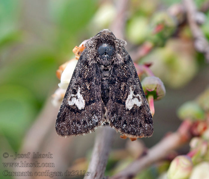 Moor-Bunteule Anarta cordigera