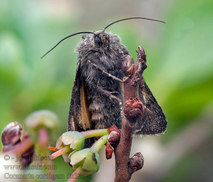 Small Dark Yellow Underwing Anarta cordigera
