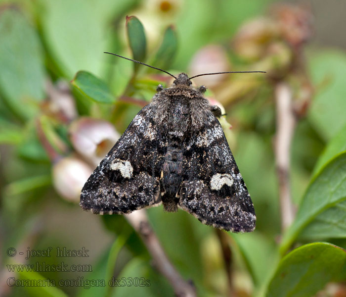 Noctuelle cordigère Anarta cordigera