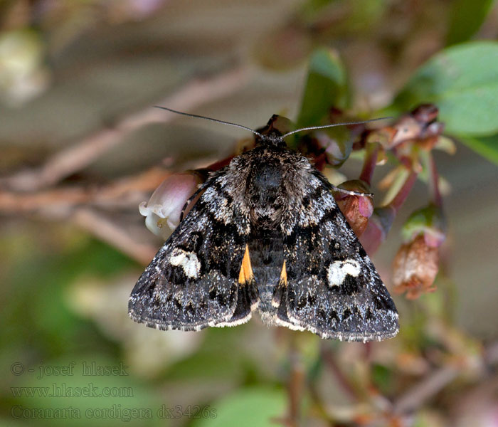 Svart heifly Anarta cordigera