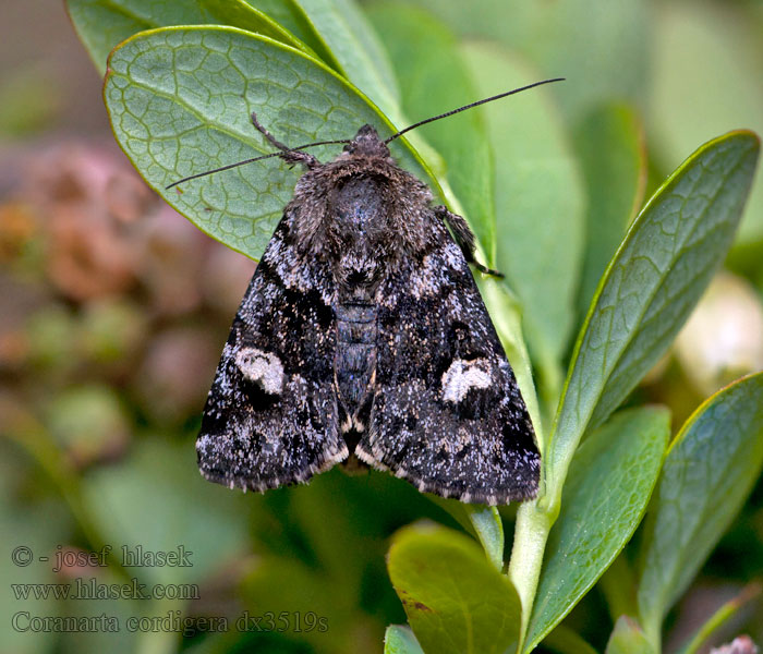 Coranarta cordigera Anarta Noctua suffusa Můra vlochyňová