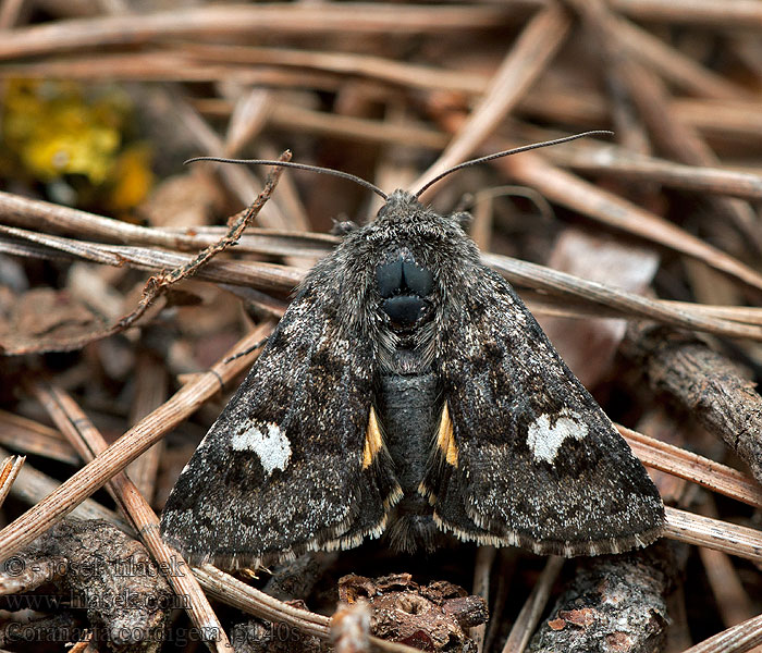 Coranarta cordigera Anarta Noctua suffusa Můra vlochyňová