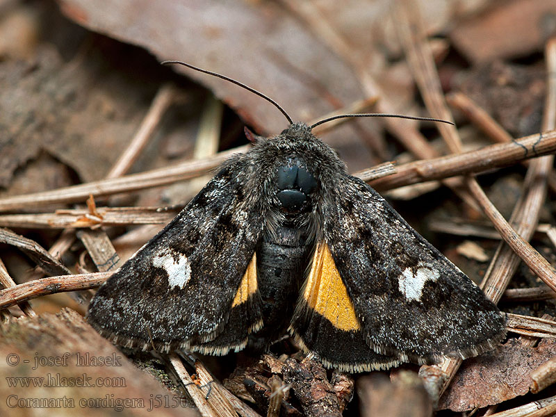 Coranarta cordigera Moor-Bunteule Small Dark Yellow Underwing