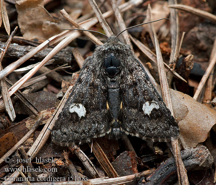 Coranarta cordigera Mora šialenicová Noctuelle cordigère