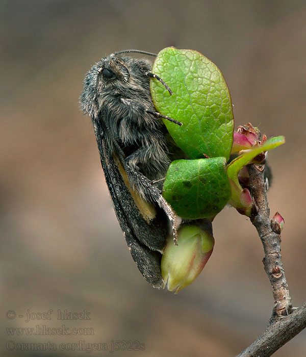 Moor-Bunteule Coranarta cordigera