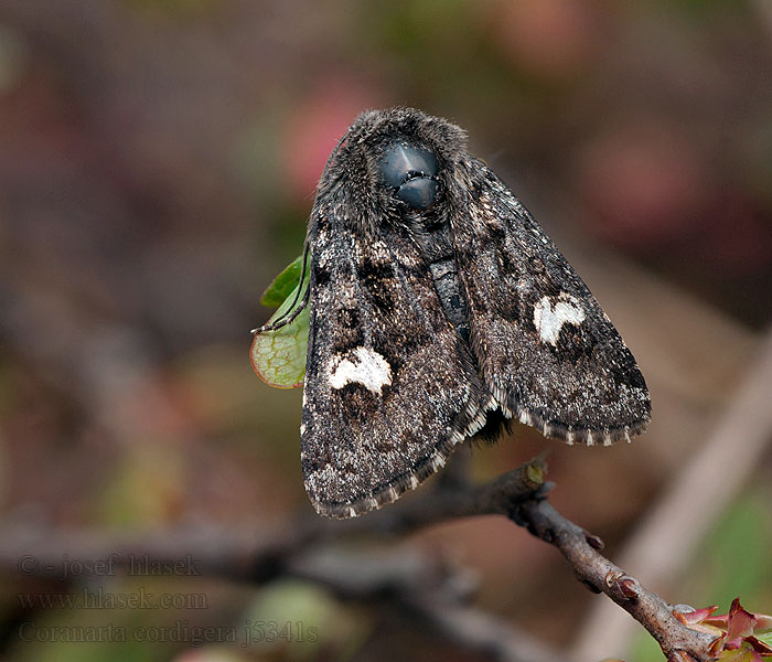 Small Dark Yellow Underwing Coranarta cordigera