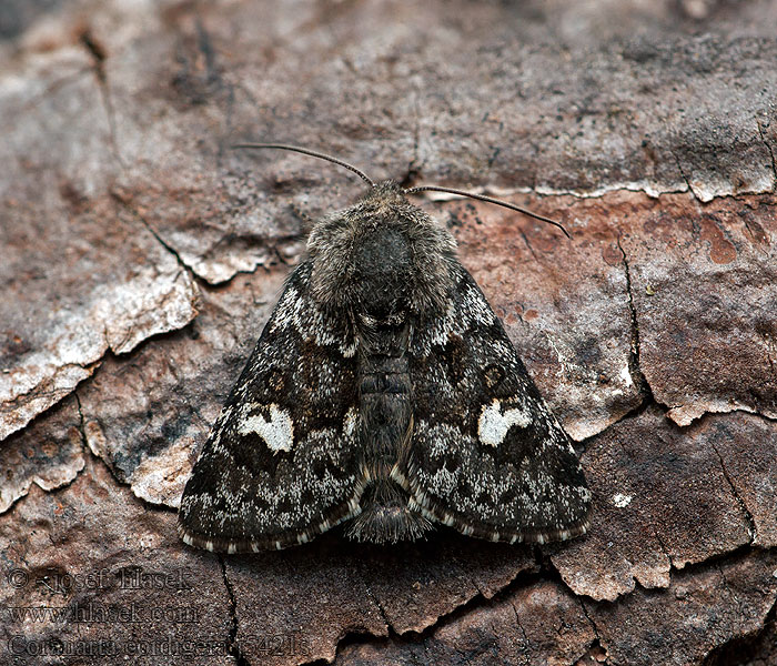 Noctuelle cordigère Coranarta cordigera