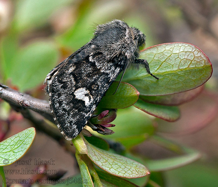 Vitfläckat hedfly Coranarta cordigera