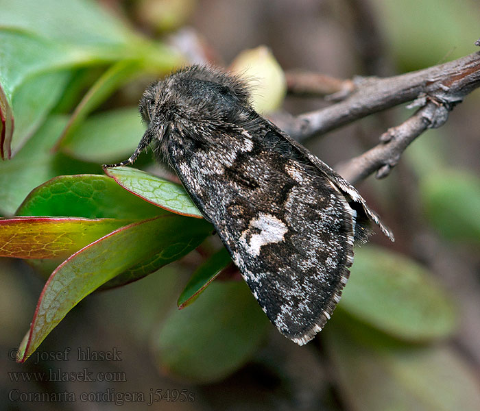 Svart heifly Coranarta cordigera