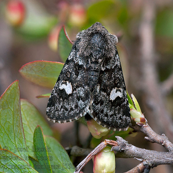 Coranarta cordigera