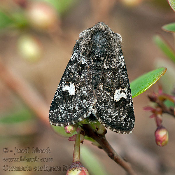 Coranarta cordigera