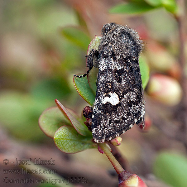 Coranarta cordigera