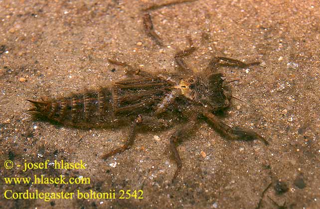 Cordulegaster boltoni Cordulégastre annelé Gewone bronlibel Cordulegester anellato Zweigestreifte Quelljungfer Szklarnik leśny górski Pásikavec obyčajný Páskovec kroužkovaný Kungstrollslända Kongeøyenstikker Кордулегастр кольчатый кільчастий Prodni studenčar （オニヤンマ科） boltonii annulatus Golden-ringed Dragonfly Common Goldenring Kongeguldsmed Purokorento