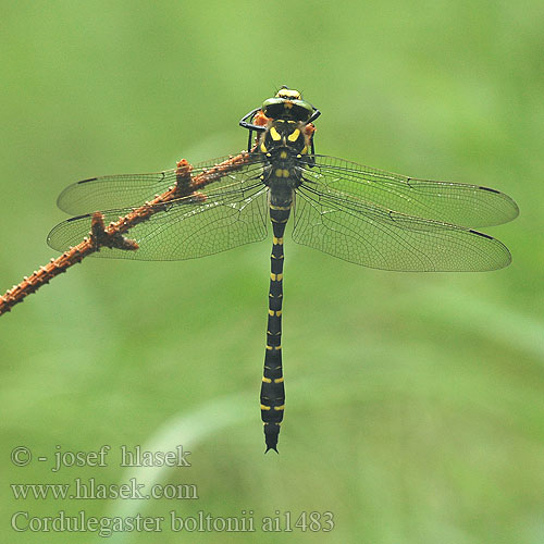 Cordulegaster boltoni boltonii Golden-ringed Dragonfly Common Goldenring Kongeguldsmed Purokorento Cordulégastre annelé Gewone bronlibel Cordulegester anellato Zweigestreifte Quelljungfer Szklarnik leśny pásikavec obyčajný páskovec kroužkovaný Kungstrollslända Kongeøyenstikker Кордулегастр кольчатый кільчастий