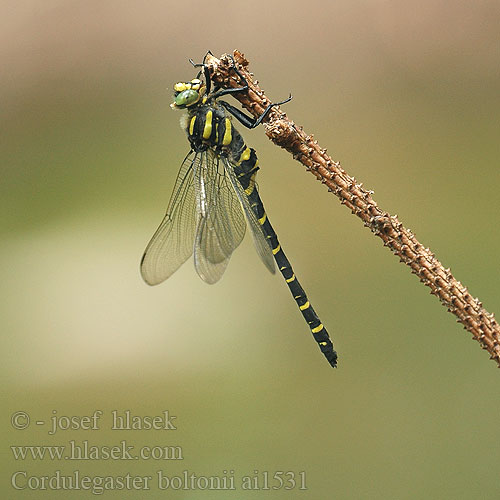 Cordulegaster boltonii páskovec kroužkovaný Kungstrollslända Kongeøyenstikker Кордулегастр кольчатый кільчастий Golden-ringed Dragonfly Common Goldenring Kongeguldsmed Purokorento  Cordulégastre annelé Gewone bronlibel Cordulegester anellato Zweigestreifte Quelljungfer Szklarnik leśny pásikavec obyčajný