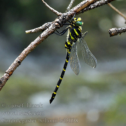 Кордулегастр кольчатый кільчастий Prodni studenčar オニヤンマ科 Cordulegaster boltonii annulatus boltoni Golden-ringed Dragonfly Common Goldenring Kongeguldsmed Purokorento Cordulégastre annelé Gewone bronlibel Cordulegester anellato Zweigestreifte Quelljungfer Szklarnik leśny Pásikavec obyčajný Páskovec kroužkovaný Kungstrollslända Kongeøyenstikker