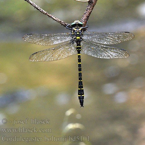 オニヤンマ科 Cordulegaster boltonii annulatus boltoni Golden-ringed Dragonfly Common Goldenring Kongeguldsmed Purokorento Cordulégastre annelé Gewone bronlibel Cordulegester anellato Zweigestreifte Quelljungfer Szklarnik leśny Pásikavec obyčajný Páskovec kroužkovaný Kungstrollslända Kongeøyenstikker Кордулегастр кольчатый кільчастий Prodni studenčar