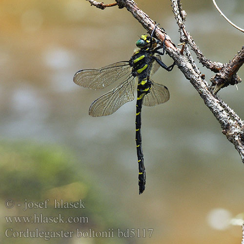 Golden-ringed Dragonfly Common Goldenring Kongeguldsmed Purokorento Cordulégastre annelé Gewone bronlibel Cordulegester anellato Zweigestreifte Quelljungfer Szklarnik leśny Pásikavec obyčajný Páskovec kroužkovaný Kungstrollslända Kongeøyenstikker Кордулегастр кольчатый кільчастий Prodni studenčar オニヤンマ科 Cordulegaster annulatus boltoni