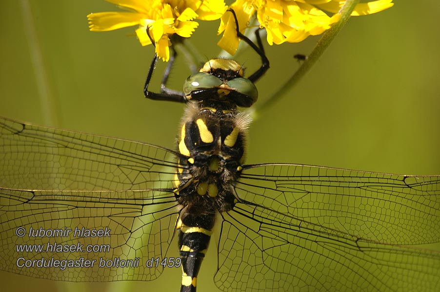 Cordulegester anellato Zweigestreifte Quelljungfer Cordulegaster boltonii