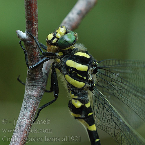 Cordulegaster heros Balkan Goldenring Large golden-ringed dragonfly Große Quelljungfer Balkanbronlibel Veliki studenčar Kétcsíkos hegyi szitakötő Pásikavec Klinovka Páskovec velký Libellula eroe Calul dracului Planinski potočar