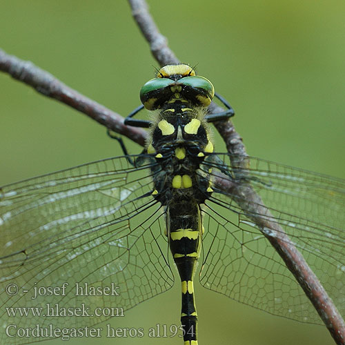 Kétcsíkos hegyi szitakötő Pásikavec Klinovka Páskovec velký Libellula eroe Calul dracului Planinski potočar Cordulegaster heros Balkan Goldenring Large golden-ringed dragonfly Große Quelljungfer Balkanbronlibel Veliki studenčar