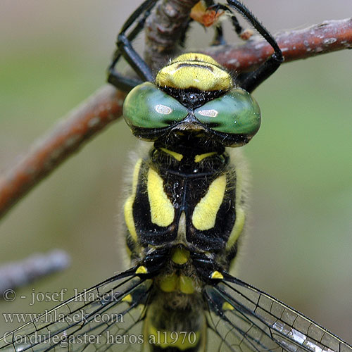 Páskovec velký Libellula eroe Calul dracului Planinski potočar Cordulegaster heros Balkan Goldenring Large golden-ringed dragonfly Große Quelljungfer Balkanbronlibel Veliki studenčar Kétcsíkos hegyi szitakötő Pásikavec Klinovka