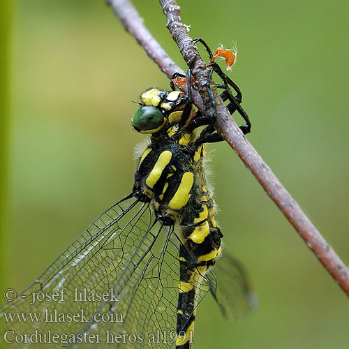 Balkan Goldenring Large golden-ringed dragonfly Große Quelljungfer Balkanbronlibel Veliki studenčar Kétcsíkos hegyi szitakötő Pásikavec Klinovka Páskovec velký Libellula eroe Calul dracului Planinski potočar Cordulegaster heros