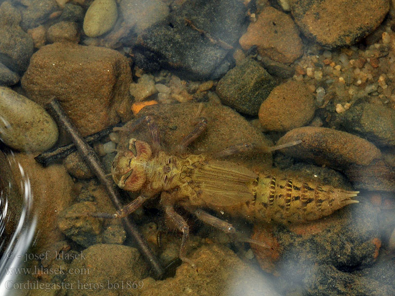 Páskovec velký Libellula eroe Calul dracului Planinski potočar Cordulegaster heros Balkan Goldenring Large golden-ringed dragonfly Große Quelljungfer Balkanbronlibel Veliki studenčar Kétcsíkos hegyi szitakötő Pásikavec Klinovka