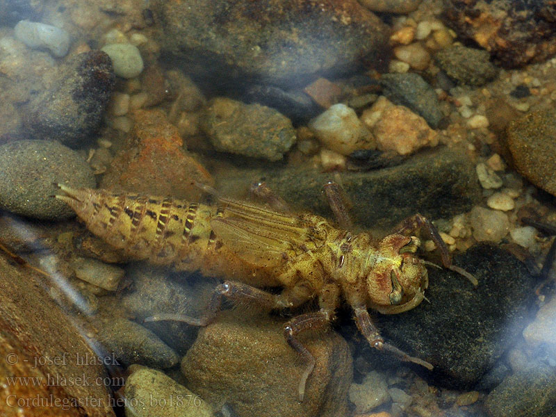 Planinski potočar Cordulegaster heros Balkan Goldenring Large golden-ringed dragonfly Große Quelljungfer Balkanbronlibel Veliki studenčar Kétcsíkos hegyi szitakötő Pásikavec Klinovka Páskovec velký Libellula eroe Calul dracului