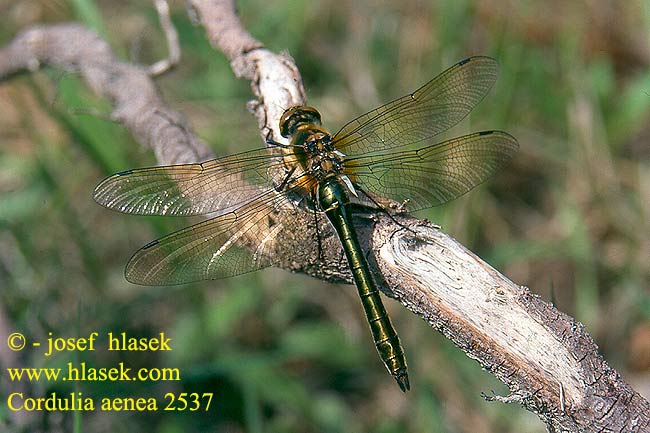 Cordulia aenea Downy emerald Grøn Smaragdlibel Vaskikorento Cordulie bronzée Smaragdlibel Cordulia bronzata Gemeine Smaragdlibelle Szklarka zielona Lesklice měděná Guldtrollslända Moccvirski lebduh Smaragdøyenstikker Бабка бронзовая Кордулія бронзова Močvirski lebduh カラカネトンボ Több faj