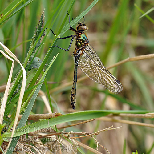 Cordulia aenea Downy emerald Grøn Smaragdlibel Vaskikorento Cordulie bronzée Smaragdlibel Cordulia bronzata Gemeine Smaragdlibelle Szklarka zielona Lesklice měděná Guldtrollslända Moccvirski lebduh Smaragdøyenstikker Бабка бронзовая Кордулія бронзова Močvirski lebduh カラカネトンボ Több faj