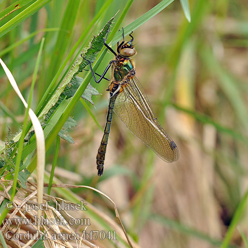 Cordulia aenea bf7041