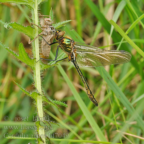 Cordulia aenea bf7049