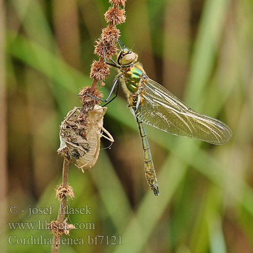 Cordulia aenea bf7121