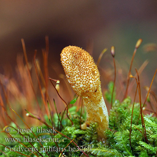 Cordyceps militaris Housenice červená Scarlet caterpillar club