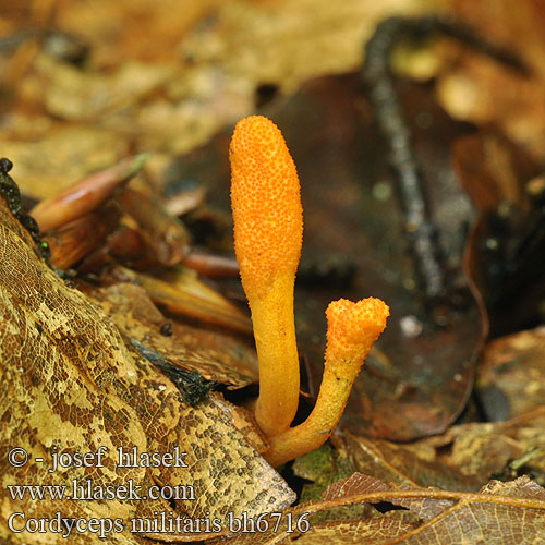 Puppenkernkeule Chinesischer Raupenpilz 冬虫夏草 Кордицеп�