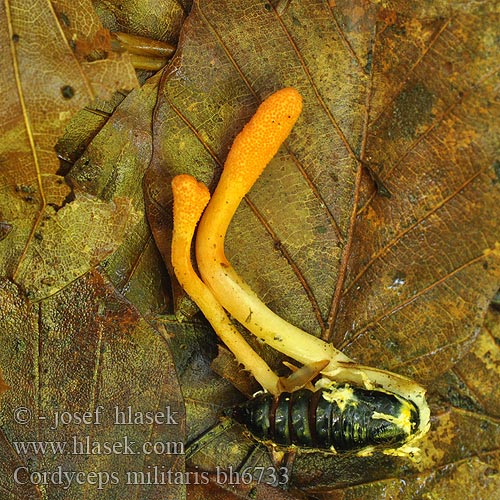 Cordyceps militaris bh6733