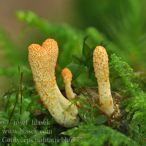 Cordyceps militaris bh6777