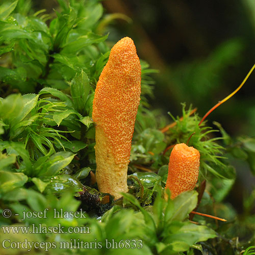 Puppe-snyltekølle Punaloisikka Cordyceps militaire