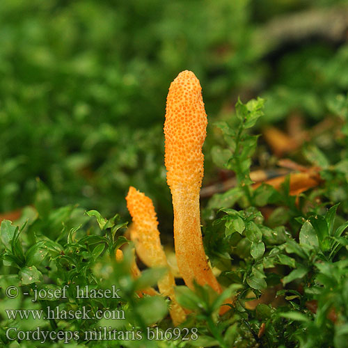 Кордицепс військовий Cordyceps militaris Housenice červená