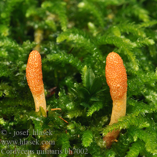 Cordyceps militaris bh7002