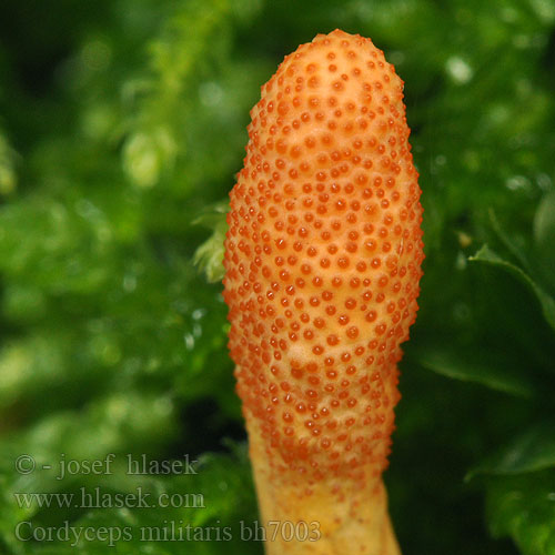 Scarlet caterpillar club Puppenkernkeule Chinesischer Raupenpilz