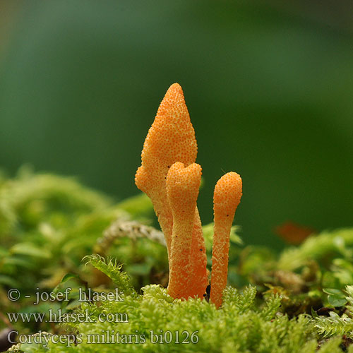 Cordyceps militaris bi0126