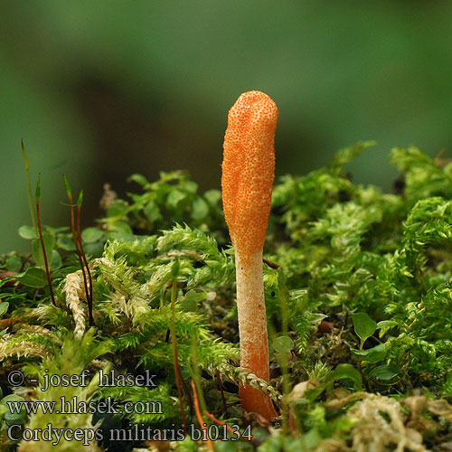 Cordyceps militaris bi0134