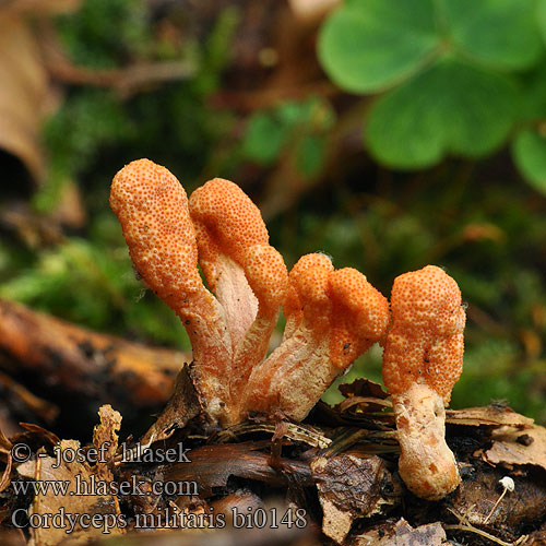 Cordyceps militaris bi0148